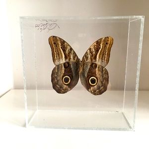 Real owl butterfly in Lucite frame